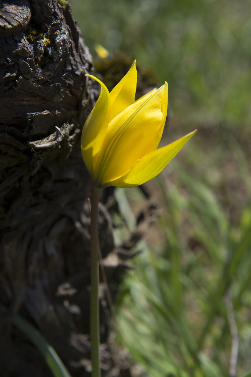 Flore Tulipe de vigne Tul_0386